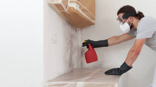 Basement Mold Remediation treatment on basement walls in Yale