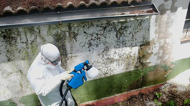 Mold Removal service in Yale